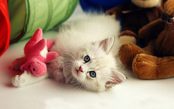 Animals, Kitty, Kitten, To Lie Down, Lie, Toy, Playful HD wallpaper