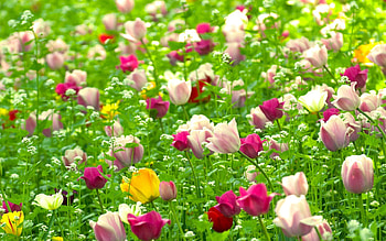 Nature, Flowers, Tulips, Field, Different HD wallpaper