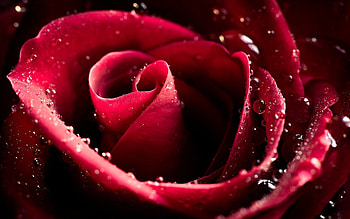 Plants, Flowers, Roses HD wallpaper