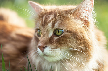 Animals, Cat, Fluffy, Sight, Opinion, Wool HD wallpaper