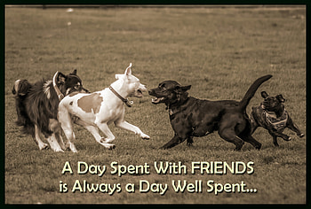 A Day Spent With Friends......, quote, dogs, friends, animals HD wallpaper
