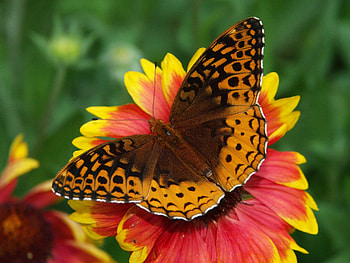 Flower, Macro, Butterfly, Wings HD wallpaper