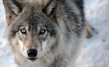 •Wolf•, wolves, wild animals, , wolf, wild, predators, wildlife, animals, nature, wilderness HD wallpaper