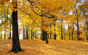 Yellow maple leaf trees, , Nature, Tree HD wallpaper
