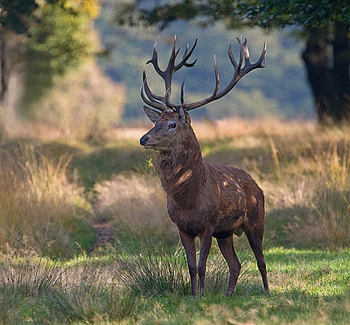 Red Deer listening, woods, deer, animals, red, listening, forrest HD wallpaper