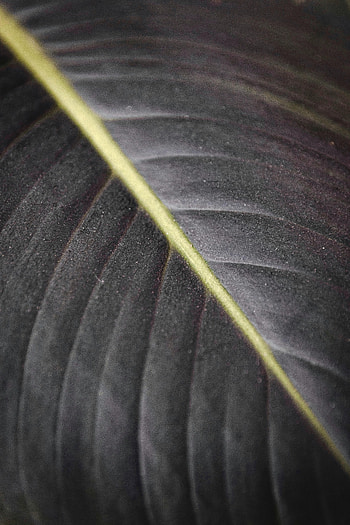 Macro, Lines, Sheet, Leaf, Stripes, Streaks, Veins HD phone wallpaper