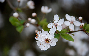 Flowers, Leaves, Macro, Bloom, Flowering, Spring HD wallpaper