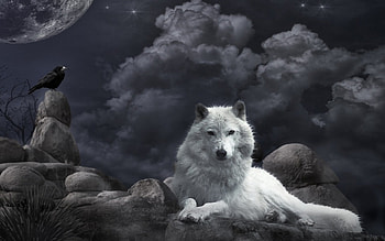 Wolf at Night, night, animal, crow, clouds, wolf HD wallpaper