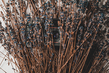 Flowers, Dry, Camera, Lavender HD wallpaper