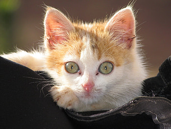 Cute Kitten, animal, kitten, eyes, cute, cat, look HD wallpaper