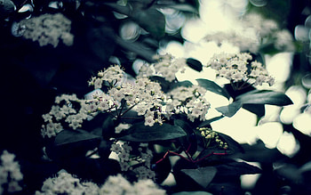 Flowers, Leaves, Bloom, Flowering, Branch, Bunches, Clusters HD wallpaper