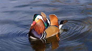 Colorful mandarin duck, Beautiful plumage, Vibrant feathers, Natural habitat HD wallpaper