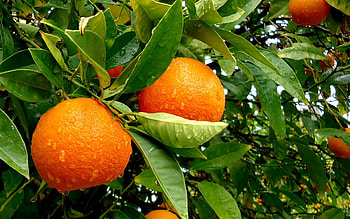 Oranges, Fruits, Food, Wood, Tree, Tasty, Delicious HD wallpaper