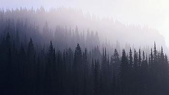 Forest Mist, forest, nature, mist HD wallpaper
