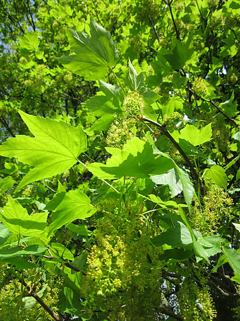 Brown Sycamore Tree, Peakpx HD phone wallpaper