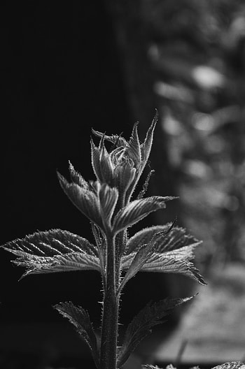Leaves, Plant, Macro, Bw, Chb, Stem, Stalk, Sprout HD phone wallpaper