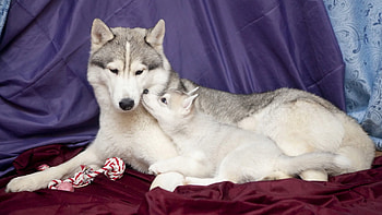 Animals, To Lie Down, Lie, Dog, Puppy, Care HD wallpaper
