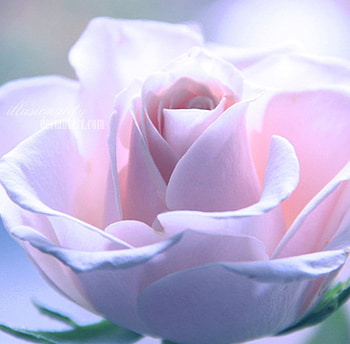 Grace, rose, pink, nature, flower HD wallpaper