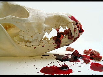 Horror, Dark, Blood, Occult, Skull HD wallpaper
