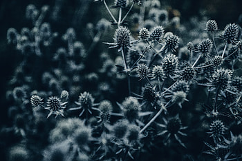 Flowers, Macro, Grey, Thorns, Prickles HD wallpaper
