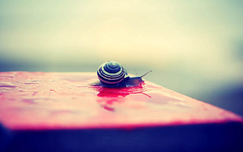 Macro, Surface, Snail, Carapace, Shell HD wallpaper