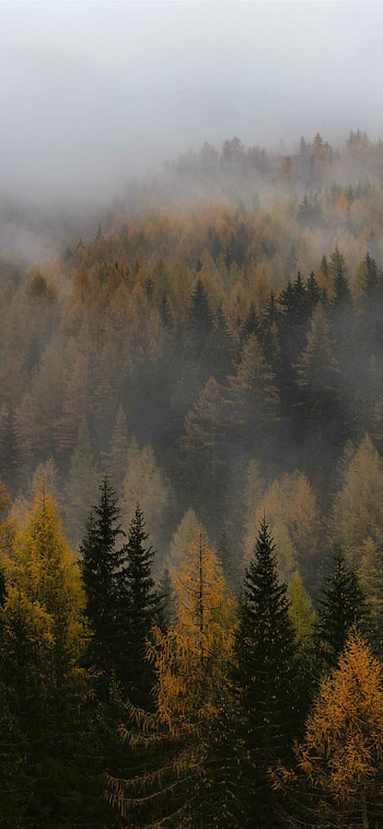 Foggy forest , Mysterious beauty, Enchanting atmosphere, Nature scene HD phone wallpaper