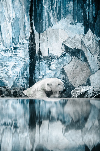 Animals, Water, Bear, Polar Bear HD phone wallpaper