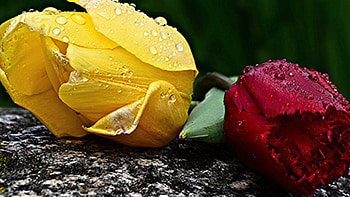sweet flower, nature, red, yellow, flower HD wallpaper