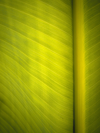 Macro, Surface, Leaflet, Veins HD phone wallpaper