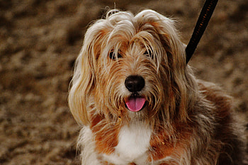 Animals, Fluffy, Dog, Muzzle, Protruding Tongue, Tongue Stuck Out HD wallpaper