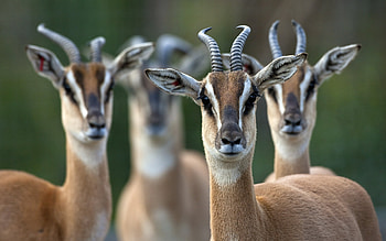 Antelope , Graceful herbivores, African savannah, Nature's elegance HD wallpaper