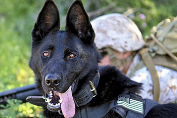 Animals, Dog, Protruding Tongue, Tongue Stuck Out, German Shepherd, Military HD wallpaper