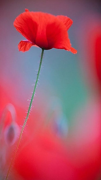Poppy, flower HD phone wallpaper