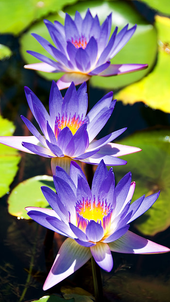 Water Lily, Blue HD phone wallpaper