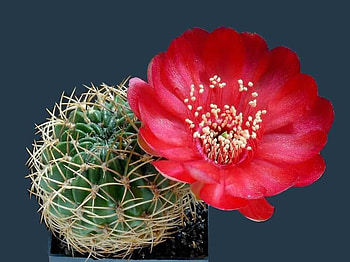cactus, macro, red, flower HD wallpaper