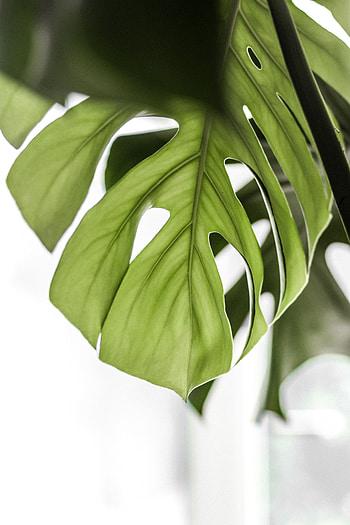 Flowers, Plant, Leaflet, Monstera HD phone wallpaper