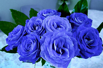 Blue Roses!, blue, nature, flowers, roses HD wallpaper