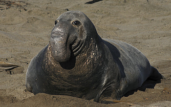 Northern Elephant Seal, bull, seal, elephant, northern HD wallpaper