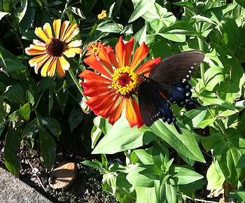 Butterfly on Flower, nature, butterfly, zinnia, flower HD wallpaper