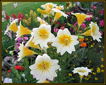 summer magic, summer, magic, nature, flowers HD wallpaper