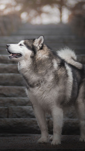Alusky, Alaskan Malamute, Animals HD phone wallpaper