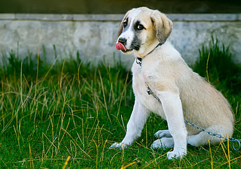 Animals, Dog, Nice, Sweetheart, Protruding Tongue, Tongue Stuck Out, Puppy HD wallpaper