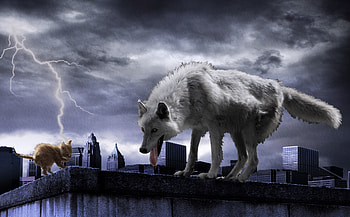 Here Kitty, flash, white, animals, cat, wolf HD wallpaper