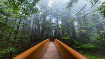 Lady Bird Johnson Grove, Trail of wonders, Nature's paradise, Serene sanctuary HD wallpaper