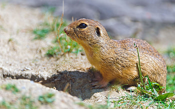 Animals, Grass, Rodent, Gopher HD wallpaper