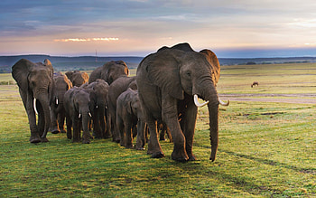 The Patriarch, savanna, Elephants, Africa, animals HD wallpaper