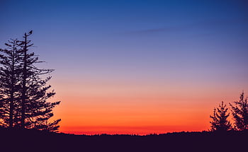 Serene sunset silhouette of trees against a vibrant sky. HD wallpaper