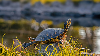 Nature : Serene Turtle Basking in Sunlight, Animal, turtle, nature HD wallpaper