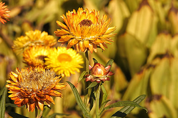 Flowers, Blur, Smooth, Buds, Dry HD wallpaper
