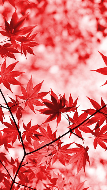 nature, leaf HD phone wallpaper